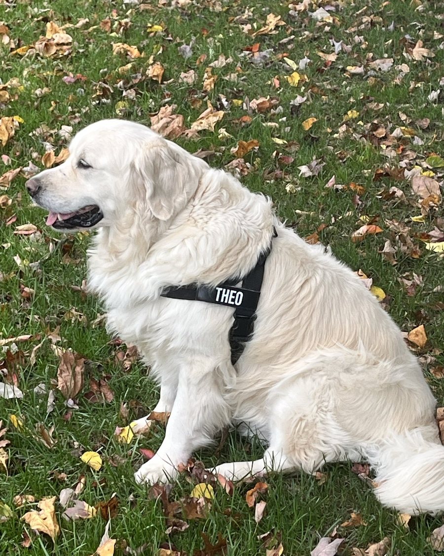 Theo sitting in fall leaves wearing his black harness with a THEO name patch