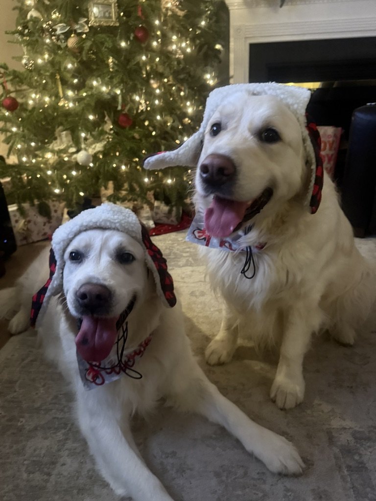 Sawyer and Theo in matching buffalo check antler hats in front of the Christmas tree