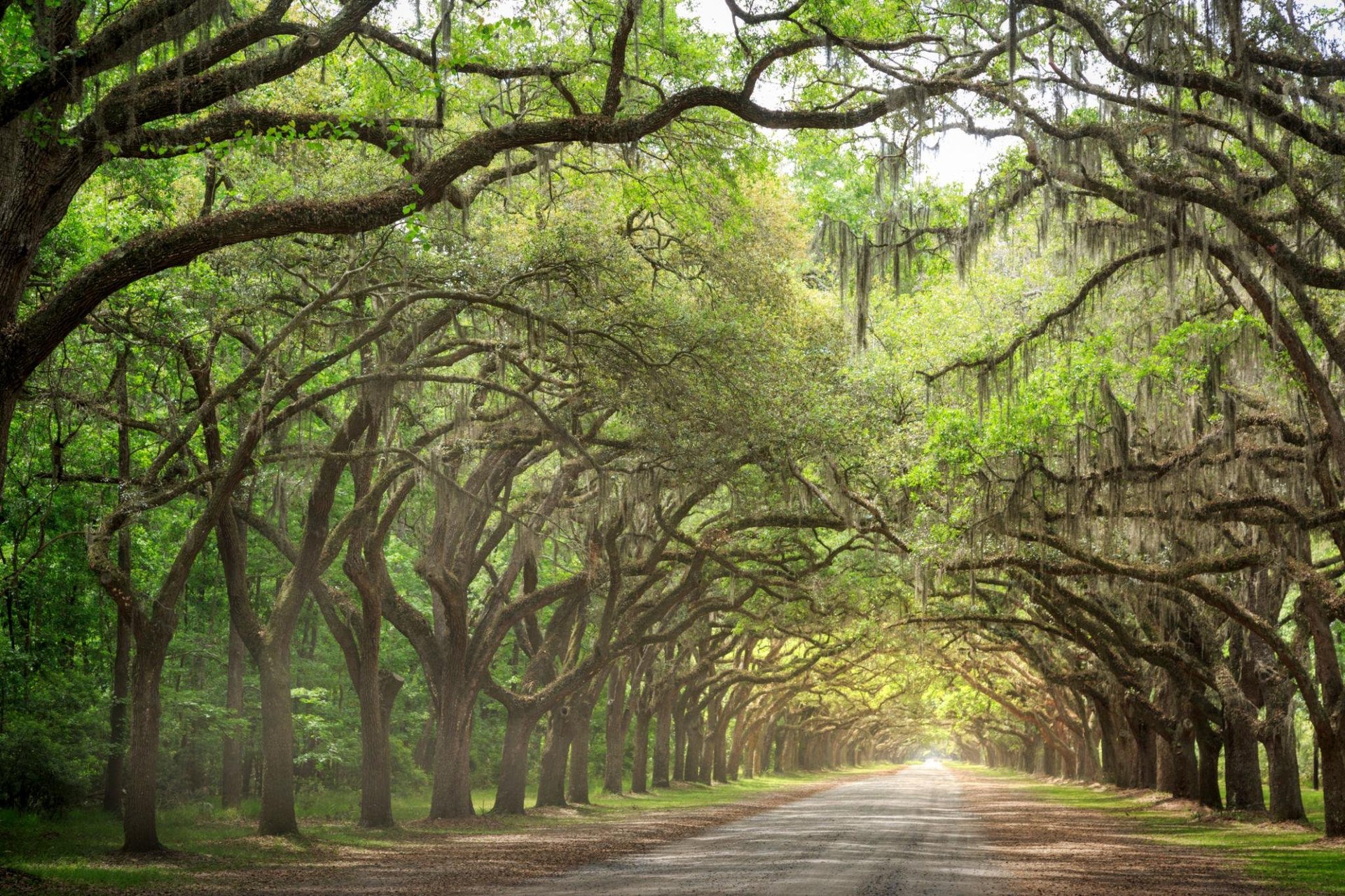 Wormsloe oak avenue, Savannah, GA