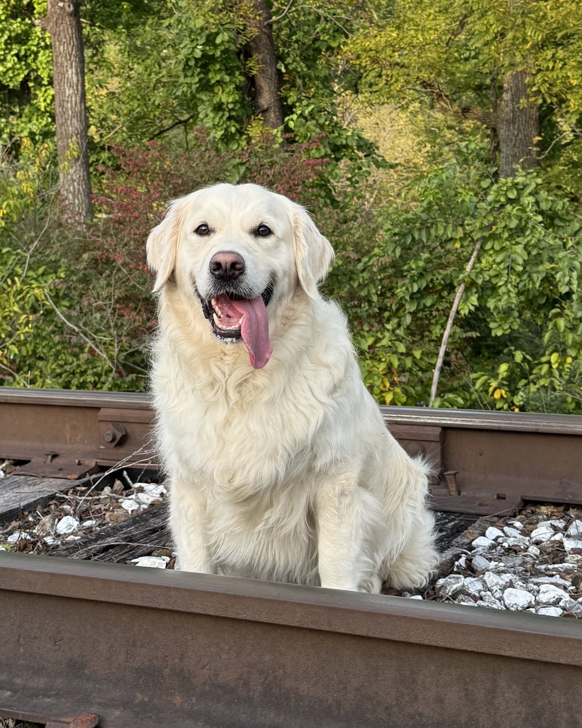 Theo grinning on the rail line with his long tongue hanging out